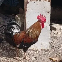 خروس سرحال