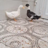 فروش دو اردک خانگی|حیوانات مزرعه|جم, |دیوار