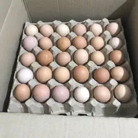 فروش تخم مرغ خوراکی و نطفه دار گلپایکانی محلی|خوردنی و آشامیدنی|ورامین, |دیوار