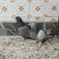 کفتر پلاکی کاشانی تهرانی|پرنده|خمینیشهر, |دیوار