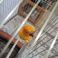 گوتول|پرنده|بم, |دیوار