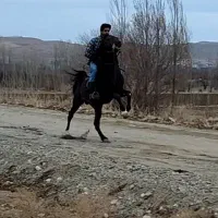 اسب سواری دار کرد