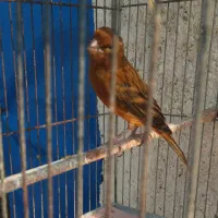 اجفت قناری آماده نرشلاقی بخون