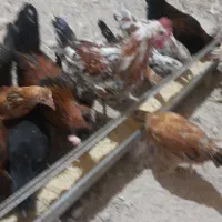 خروس گلین جوان ۴عدد