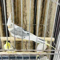 عروس هلندی جفت مولد