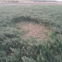 علوفه یا علف باغی