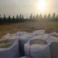 ۲۰۰ کیلو کاه داس درو درجه یک|حیوانات مزرعه|جوانرود, |دیوار