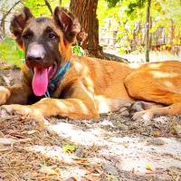 سگ  گمشده|حیوانات|همدان, |دیوار