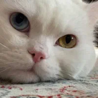 گربه پرشین اصل