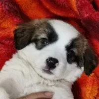 توله سگ الابای روسی