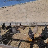 مرغ محلی و گلین تخم گذاری و کرک شو