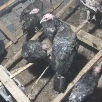 بوقلمون برنز سرحال|حیوانات مزرعه|رباط‌کریم, رباط‌کریم|دیوار