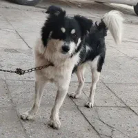 سگ پا کوتاه