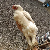 12عدد برهما بلک|حیوانات مزرعه|نوشین شهر, |دیوار