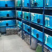فروش انواع ماهی و آکواریوم