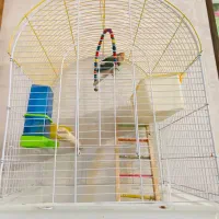 طوطی برزیلی همراه قفس بزرگ و با امکانات