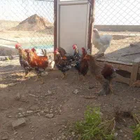 خروس رسمی چاق