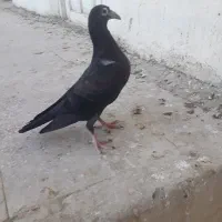 جوجه کوهی