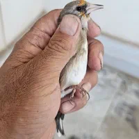 سلام تعدادی ماده سهره کرمانی اصیل رو به مستی