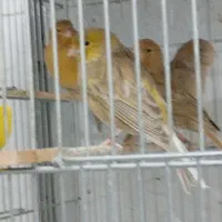 قناری|پرنده|سبزوار, طبرسی (جعفرآباد)|دیوار