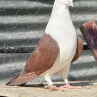 شهر افغان دم تخت نر