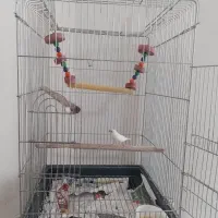 قفس بزرگ طوطی سانان .