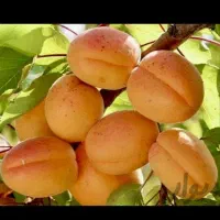 نهـالـهای اصــلاح شده مناسب مناطق مختلف