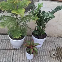 دیفن باخیا انجیری ابلق|گل و گیاه طبیعی|گرگان, |دیوار