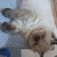 گربه میکس پرشین و هیمالین نر دوماهه