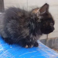 گربه بازیگوش|گربه|کارون, |دیوار