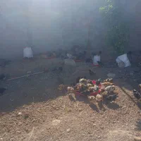 جوجه یک ماهه