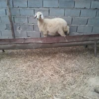 بره ماده