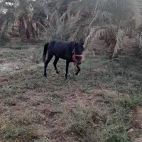 فروش اسب