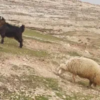 بز و بزغاله مالچه جوان بره نر