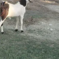 بز نر داشتی و گوشتی نسل دوقلو پاکستانی|حیوانات مزرعه|نیک شهر, |دیوار