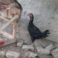 مرغ لاری معاوضه باخروس لاری