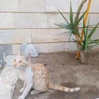 گربه رایگان DSH|گربه|تهران, تهرانپارس غربی|دیوار