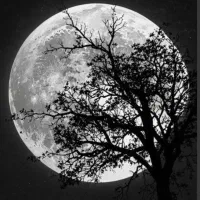 کیمدی هرچی خواستین دارم