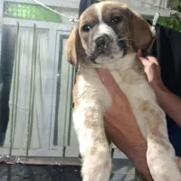 سگ نگهبان|سگ|بندرعباس, |دیوار