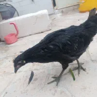 مرغ محلی چهار ماهه