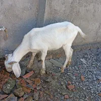 بزغاله کولار سانن|حیوانات مزرعه|سیمین شهر, |دیوار