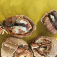 گردو همدان|عمده‌فروشی|فسا, |دیوار