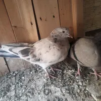 کبوتر