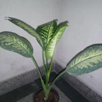 گل دیفن باخیا|گل و گیاه طبیعی|گرگان, |دیوار