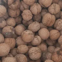 گردو|خوردنی و آشامیدنی|قم, باجک سه|دیوار