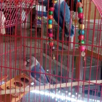 کوتوله برزیلی نروماده