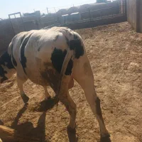 گاو، گوساله
