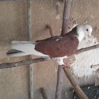 کبوترهماسرور|پرنده|کهریزک, |دیوار