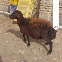 میش دودندان