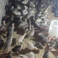 جوجه بوقلمون یک ماهه